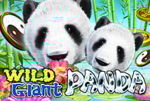 Wild Giant Panda