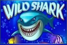 Wild Shark Free Play in Demo Mode