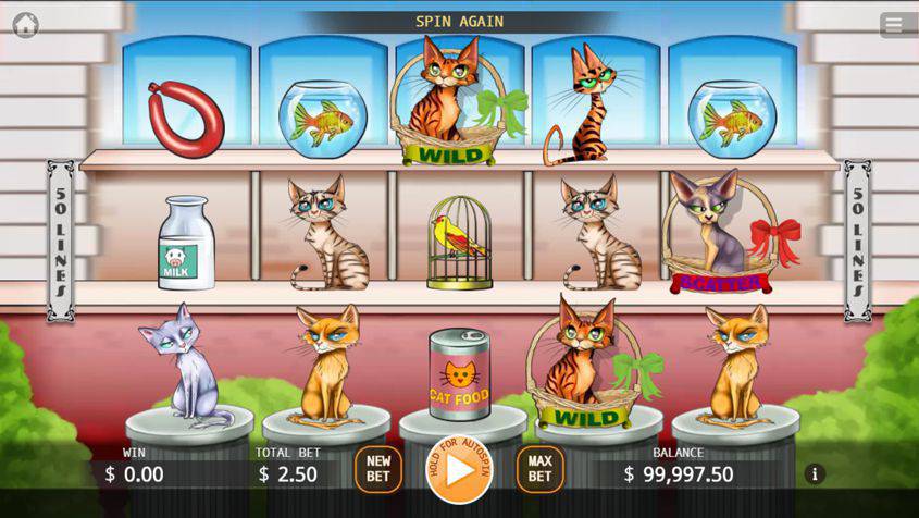 hidup kucing