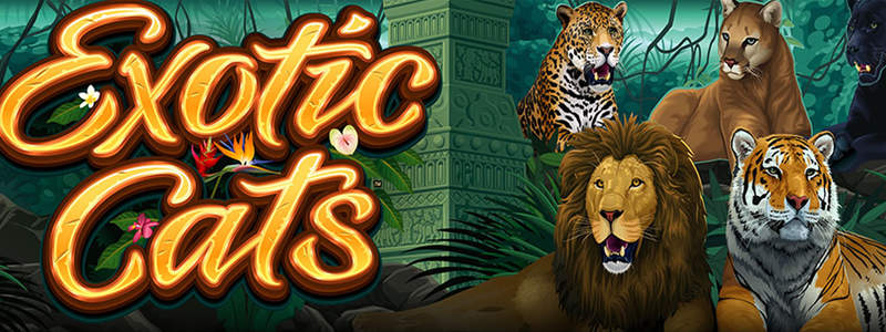 We’ve Got A Good Feline About Microgaming’s New Exotic Cats Slot